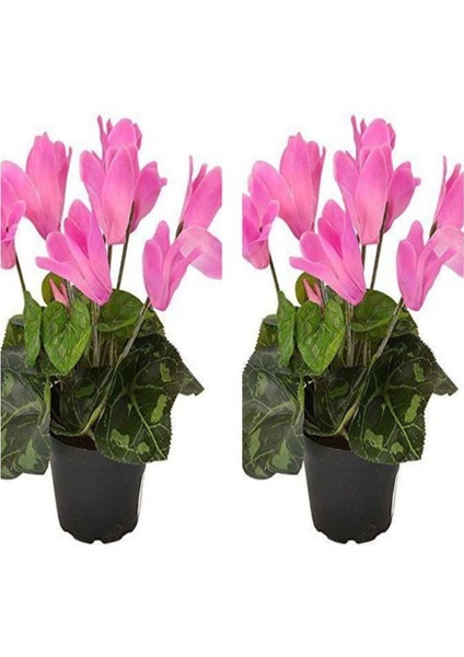 Videolu 2 Adet Pembe Sıklamen Çiçeği 30-40 cm Saksılı İç Mekan Ofis Bitkisi Pink Cyclamen