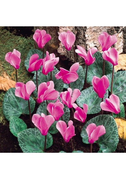 Videolu 2 Adet Pembe Sıklamen Çiçeği 30-40 cm Saksılı İç Mekan Ofis Bitkisi Pink Cyclamen fiyatları