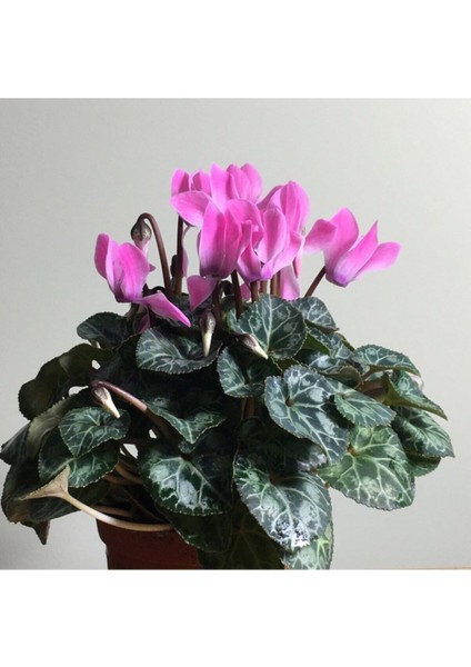 Videolu 2 Adet Pembe Sıklamen Çiçeği 30-40 cm Saksılı İç Mekan Ofis Bitkisi Pink Cyclamen modelleri