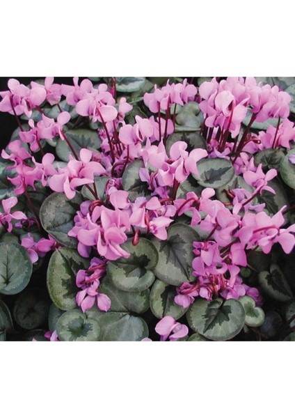 Videolu 2 Adet Pembe Sıklamen Çiçeği 30-40 cm Saksılı İç Mekan Ofis Bitkisi Pink Cyclamen fırsatları