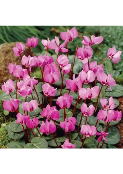 Videolu 2 Adet Pembe Sıklamen Çiçeği 30-40 cm Saksılı İç Mekan Ofis Bitkisi Pink Cyclamen indirimleri