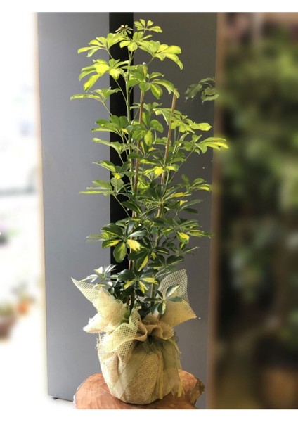 Videolu Çift Dal Alacalı Şeflera Çiçeği 50-80 cm Saksılı İç Mekan Bitkileri (Schefflera)
