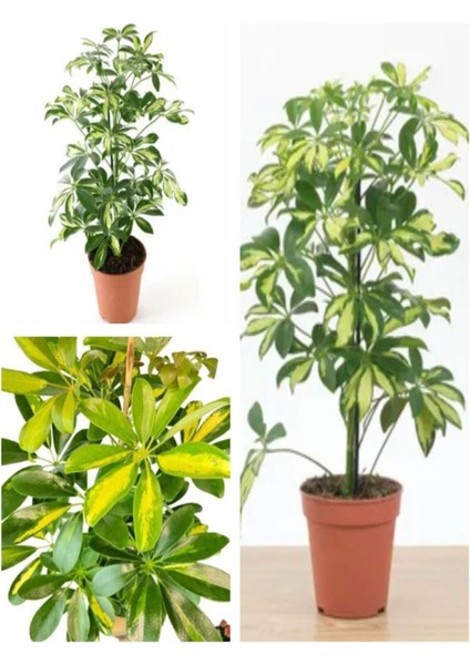 Videolu Çift Dal Alacalı Şeflera Çiçeği 50-80 cm Saksılı İç Mekan Bitkileri (Schefflera) fiyatları