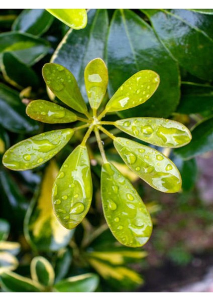 Videolu Çift Dal Alacalı Şeflera Çiçeği 50-80 cm Saksılı İç Mekan Bitkileri (Schefflera) modelleri