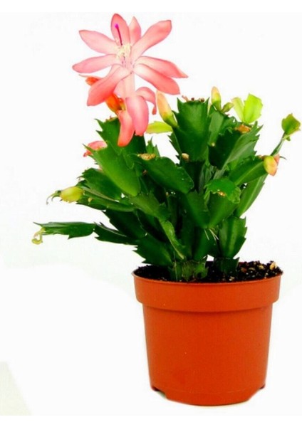 Yılbaşı Çiçeği Yılbaşı Kaktüsü Açık Pembe 8.5 Saksıda İç Mekan Bitkisi modelleri