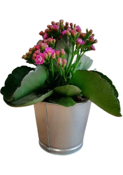 Videolu Pembe Kalanşo Çiçeği 1 Adet Saksılı 15-25 cm Salon Balkon Bitkisi (Purple Kalanchoe) fiyatları