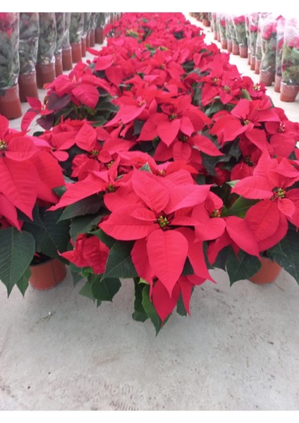 Videolu Kırmızı Atatürk Çiçeği Fidanı 20-40 cm Saksılı İç Mekan Bitkileri (Red Poinsettia) fiyatları