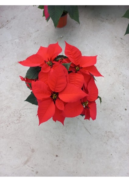 Videolu Kırmızı Atatürk Çiçeği Fidanı 20-40 cm Saksılı İç Mekan Bitkileri (Red Poinsettia) modelleri