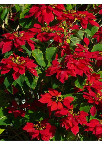 Videolu Kırmızı Atatürk Çiçeği Fidanı 20-40 cm Saksılı İç Mekan Bitkileri (Red Poinsettia) fırsatları