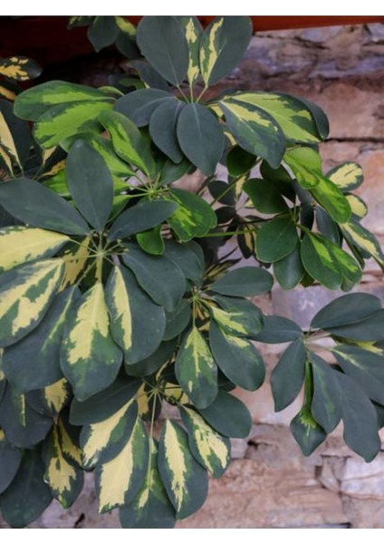 Videolu Yapraklı Çift Dal Alacalı Şeflera Çiçeği 80-100 cm Saksılı İç Mekan Bitkileri (Schefflera) fırsatları