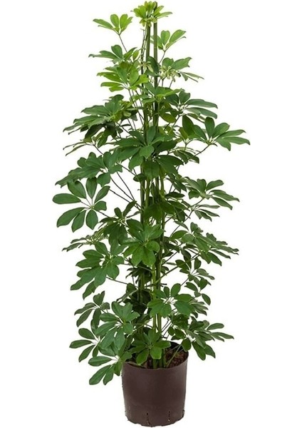 Videolu Tek Dal Şeflera Çiçeği 45-65 cm Saksılı İç Mekan/salon Bitkileri (Schefflera)