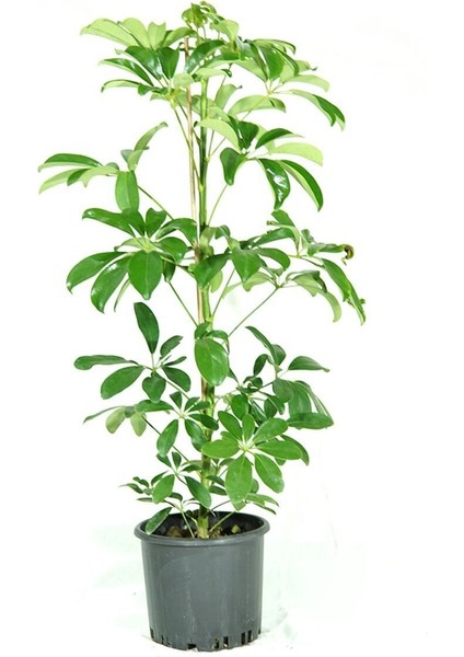 Videolu Tek Dal Şeflera Çiçeği 45-65 cm Saksılı İç Mekan/salon Bitkileri (Schefflera) fiyatları