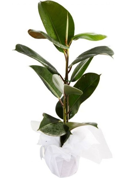 Kauçuk Bitkisi 55-65 cm (Beyaz Hediye Paketi ile Beraber) + Mini Çiçek Hediyeli