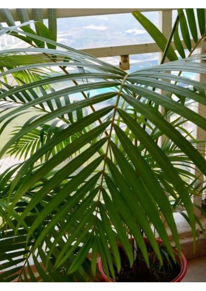 Videolu Areca Palm-Areka Palmiyesi 1 Adet Saksılı 20-40 cm Ev Ofis Bitkisi (Dypsis Lucentes)