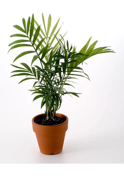 Videolu Areca Palm-Areka Palmiyesi 1 Adet Saksılı 20-40 cm Ev Ofis Bitkisi (Dypsis Lucentes)