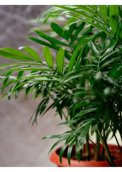 Videolu Areca Palm-Areka Palmiyesi 1 Adet Saksılı 20-40 cm Ev Ofis Bitkisi (Dypsis Lucentes)