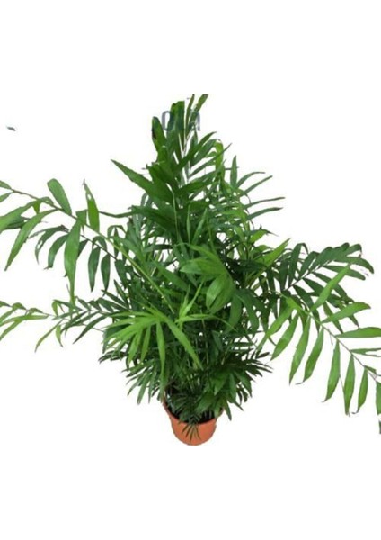 Videolu Areca Palm-Areka Palmiyesi 1 Adet Saksılı 20-40 cm Ev Ofis Bitkisi (Dypsis Lucentes)