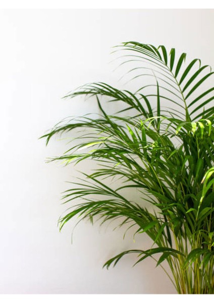 Videolu Areca Palm-Areka Palmiyesi 1 Adet Saksılı 20-40 cm Ev Ofis Bitkisi (Dypsis Lucentes)
