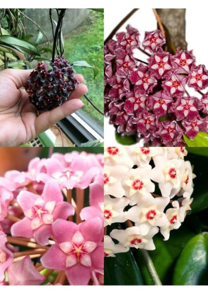 Videolu Kokulu Mum Çiçeği Bitkisi 4 Adet Saksılı 10-20 cm İç Mekan Salon Bitkisi (Hoya)