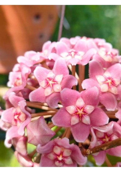 Videolu Kokulu Mum Çiçeği Bitkisi 4 Adet Saksılı 10-20 cm İç Mekan Salon Bitkisi (Hoya) fırsatları