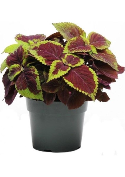 Videolu 1 Adet Yaprak Güzeli Çiçeği 30-40 cm Saksılı İç Mekan Bitkileri Plectranthus Scutellarioides
