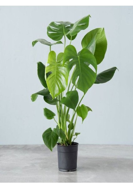 Videolu Deve Tabanı Çiçeği 1 Adet Saksılı 60-100 cm İç Mekan Salon Bitkisi(Monstera Deliciosa)