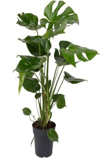 Videolu Deve Tabanı Çiçeği 1 Adet Saksılı 60-100 cm İç Mekan Salon Bitkisi(Monstera Deliciosa) fırsatları