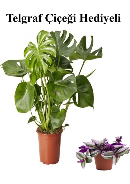 Parlak Geniş Yapraklı Deve Tabanı Bitkisi Kadınlar Gününe Özel Telgraf Hediyeli