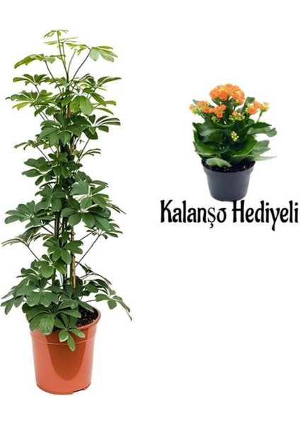 Videolu Yeşil Yaprak Şeflera Çiçeği(80-100 cm) 1 Adet Saksılı Turuncu Kalanşo Hediyeli İç Mekan Bitki