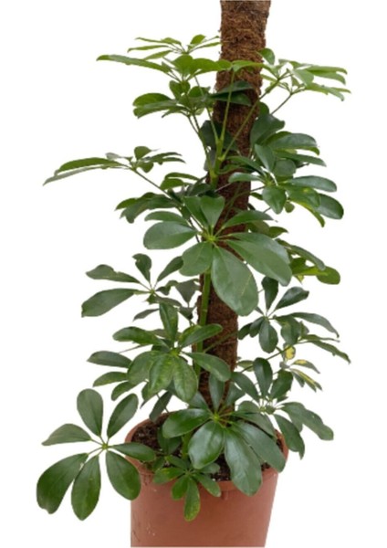 Şeflera 2'li, Yeşil Yapraklı Beşparmak Çiçeği