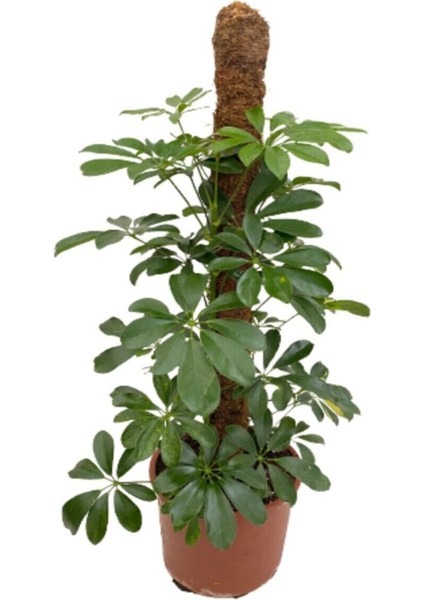 Şeflera 2'li, Yeşil Yapraklı Beşparmak Çiçeği fiyatları