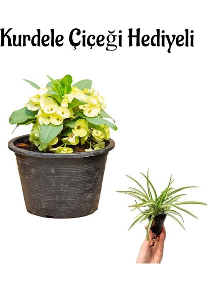 Kadınlar Gününe Özel Sarı Renk Milii Dikenler Tacı Çiçeği Kurdele Çiçeği Hediyeli
