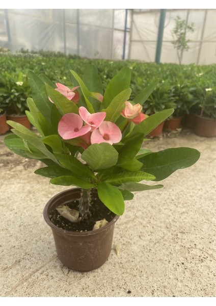 Videolu Milli Dikenler Tacı Pembe Çiçekli 25-55 cm Saksılı İç Mekan Bitkileri Euphorbia