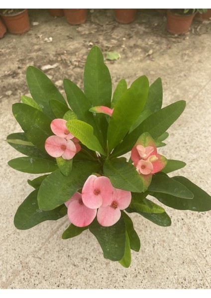 Videolu Milli Dikenler Tacı Pembe Çiçekli 25-55 cm Saksılı İç Mekan Bitkileri Euphorbia
