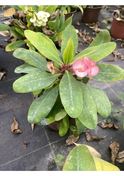 Videolu Milli Dikenler Tacı Pembe Çiçekli 25-55 cm Saksılı İç Mekan Bitkileri Euphorbia