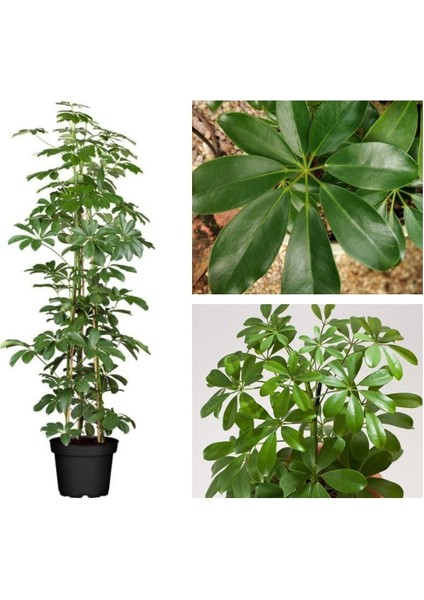 Yeşil Şeflera Tek Dallı Salon Bitkisi Schefflera 70-80 cm İç Mekan Bitkisi