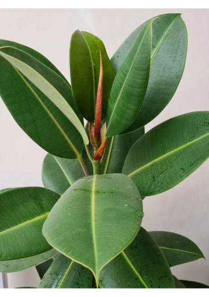Videolu Kauçuk Bitkisi Tek Gövde 1 Adet Saksılı/ Tüplü 60-80 cm İç Mekan Bitkisi (Ficus Elastica) modelleri