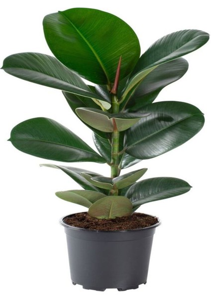 Videolu Kauçuk Bitkisi Tek Gövde 1 Adet Saksılı/ Tüplü 60-80 cm İç Mekan Bitkisi (Ficus Elastica) fırsatları