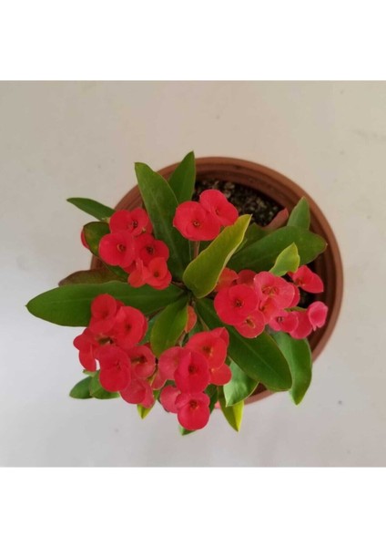 Videolu Kırmızı Renk Milli Dikenler Tacı 1 Adet Saksılı 10-20 cm Salon Ofis Ev Bitkisi (Euphorbia)