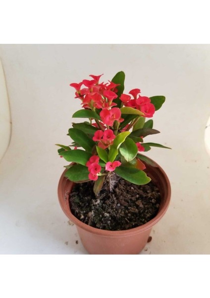 Videolu Kırmızı Renk Milli Dikenler Tacı 1 Adet Saksılı 10-20 cm Salon Ofis Ev Bitkisi (Euphorbia)