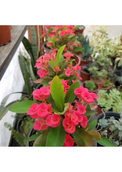 Videolu Kırmızı Renk Milli Dikenler Tacı 1 Adet Saksılı 10-20 cm Salon Ofis Ev Bitkisi (Euphorbia)