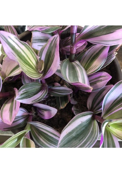 Videolu Pembe Beyaz Alacalı Telgraf Çiçeği 1 Adet Saksılı 15 - 30 cm Ofis Bitkisi (Tradescantia Nanouk) modelleri