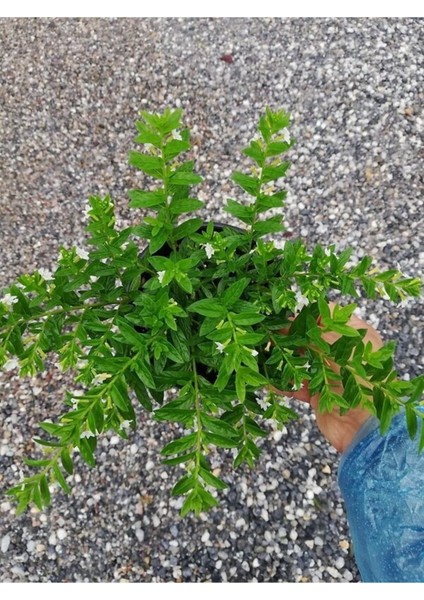 Videolu Beyaz Kufeya Cennet Çiçeği 1 Adet Saksılı 20-40 cm İç-Dış Mekan Bitkisi (Cuphea Hyssopifolia) fiyatları
