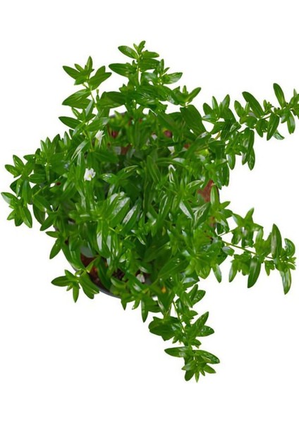 Videolu Beyaz Kufeya Cennet Çiçeği 1 Adet Saksılı 20-40 cm İç-Dış Mekan Bitkisi (Cuphea Hyssopifolia) fırsatları