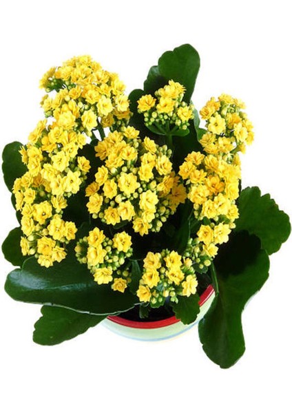 Videolu Sarı Kalanşo Çiçeği 1 Adet Saksılı 10-20 cm İç Mekan Salon Bitkisi (Yellow Kalanchoe)