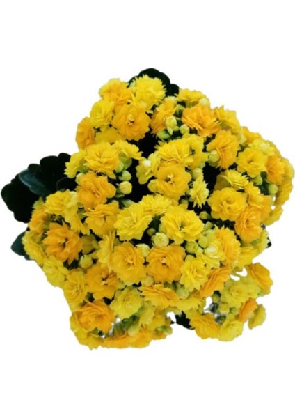 Videolu Sarı Kalanşo Çiçeği 1 Adet Saksılı 10-20 cm İç Mekan Salon Bitkisi (Yellow Kalanchoe) modelleri