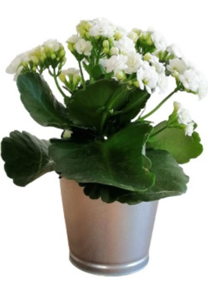 Kalanchoe - Kalanşo Çiçeği (Beyaz Çiçekli)