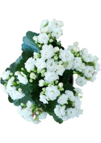 Kalanchoe - Kalanşo Çiçeği (Beyaz Çiçekli)