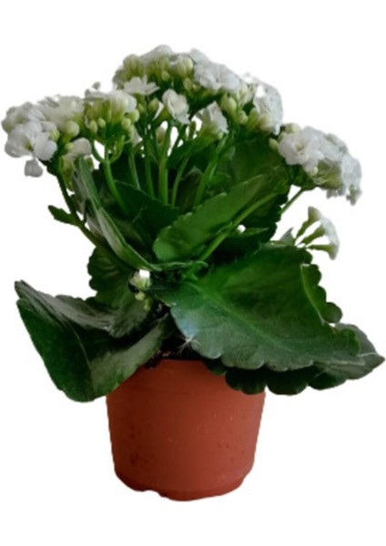 Kalanchoe - Kalanşo Çiçeği (Beyaz Çiçekli)