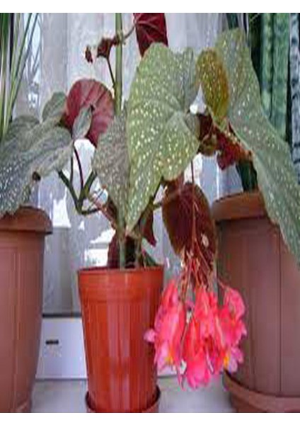 Çilli Begonya 8.5 Saksıda Begonia Corollina Mini Boy Bol Dallı İç Mekan Bitkisi